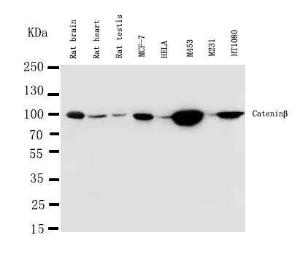 Anti-beta Catenin Rabbit Polyclonal Antibody