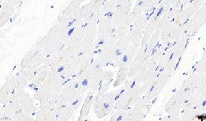 Anti-Desmin Antibody (A84626) - Negative Control showing staining of paraffin embedded Human Heart, with no primary antibody