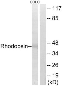 Antibody anti-rhodopsin 100 µg