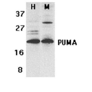 Western blot analysis of Human, mouse K562 and 3T3 cell lysates showing detection of PUMA protein using Anti-PUMA Antibody (A304946) at 1:1,000