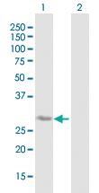 Anti-BDNF Mouse Polyclonal Antibody