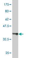 Anti-PSG2 Mouse Polyclonal Antibody