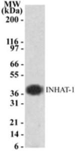 Anti-INHAT-1 Rabbit Polyclonal Antibody