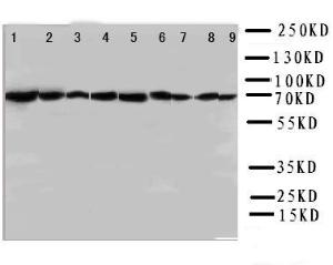 Anti-Hsc70 Rabbit Polyclonal Antibody