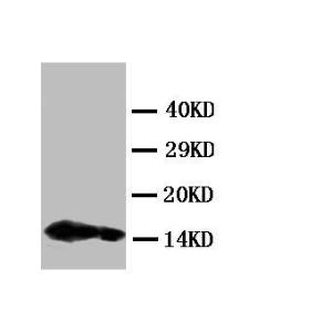 Anti-IL4 Rabbit Polyclonal Antibody