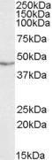 Anti-TDP43 Goat Polyclonal Antibody