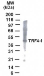 Anti-DNA polymerase sigma Rabbit Polyclonal Antibody