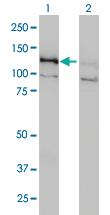 Anti-DAAM1 Mouse Monoclonal Antibody [clone: 5D3]