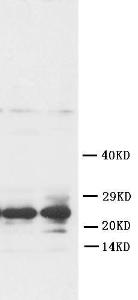 Anti-FGF8 Rabbit Polyclonal Antibody