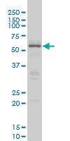 Anti-CREB5 Mouse Monoclonal Antibody [clone: 8A5]