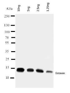 Anti-Eotaxin Rabbit Polyclonal Antibody