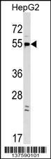 Anti-GPR22 Rabbit Polyclonal Antibody (Biotin)