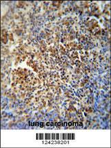 Anti-MAF1 Rabbit Polyclonal Antibody