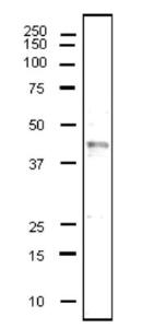 Anti-CD40 Antibody