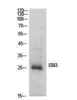 Anti-EBI3 Rabbit Polyclonal Antibody