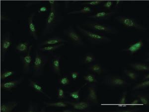 Anti-DUSP1 Mouse Monoclonal Antibody [clone: 3A9]