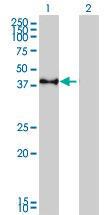 Anti-CREB1 Mouse monoclonal antibody [clone: 5F2]