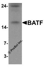 Western blot analysis of BATF in rat spleen tissue lysate with BATF antibody at 0.5 &#956;g/mL in (A) the absence and (B) the presence of blocking peptide.