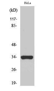 Western blot analysis of various cells using Anti-OR52W1 Antibody