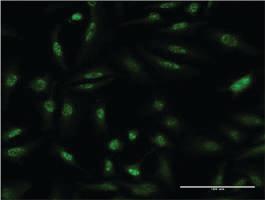 Anti-DUSP1 Mouse Monoclonal Antibody [clone: 3A9]