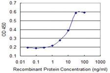 Anti-DUSP1 Mouse Monoclonal Antibody [clone: 3A9]