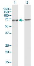 Anti-BTRC Rabbit Polyclonal Antibody