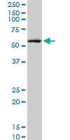 Anti-CREB5 Mouse Monoclonal Antibody [clone: 8A5]