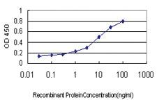 Anti-DAAM1 Mouse Monoclonal Antibody [clone: 5D3]