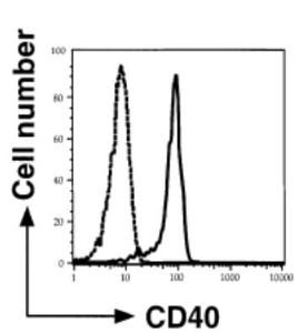 Anti-CD40 Antibody