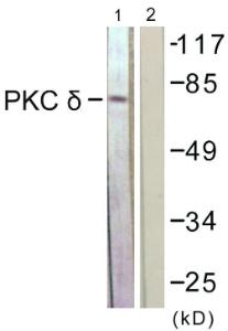 Western blot analysis of lysates from NIH/3T3 cells, treated with UV 15' using Anti-PKC delta Antibody. The right hand lane represents a negative control, where the antibody is blocked by the immunising peptide