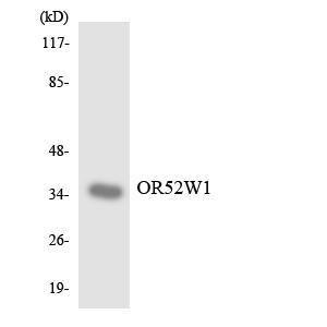 Western blot analysis of the lysates from RAW264.7 cells using Anti-OR52W1 Antibody