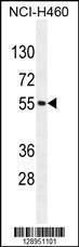 Anti-MIER2 Rabbit Polyclonal Antibody (Biotin)