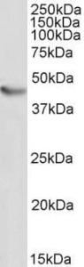 Anti-NKX2-5 Antibody (A83026) (03 µg/ml) staining of Mouse Heart lysate (35 µg protein in RIPA buffer) Detected by chemiluminescence