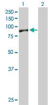 Anti-EXOC5 Mouse Polyclonal Antibody