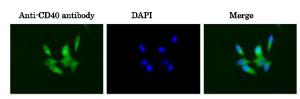 Anti-CD40 Antibody