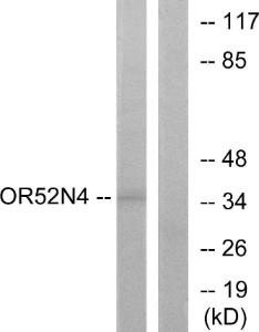 Western blot analysis of lysates from HeLa cells using Anti-OR52N4 Antibody. The right hand lane represents a negative control, where the antibody is blocked by the immunising peptide.