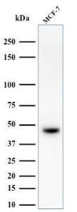 Western blot analysis of MCF-7 cell lysate using Anti-Keratin 76 Antibody [34BE12]