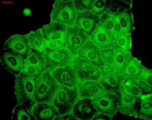 Immunocytochemistry/Immunofluorescence analysis of human HaCaT cells, fixed in cold 100% methanol for 10 minutes at -20°C, using Anti-p23 Antibody [JJ6] (A304948), at 1:100 for 1 hour at room temperatur