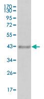 Anti-LAMB1 Mouse Monoclonal Antibody [clone: 2D9G5]