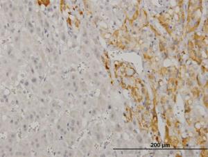 Anti-CREB5 Mouse Monoclonal Antibody [clone: 8A5]