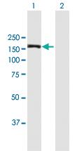 Anti-MAPKBP1 Mouse Polyclonal Antibody