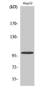 Western blot analysis of various cells using Anti-VAV2 Antibody