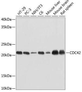 Western blot analysis of extracts of various cell lines, using Anti-CDC42 Antibody [ARC0484] (A306090) at 1:1,000 dilution