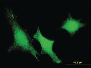 Anti-DUSP3 Mouse Monoclonal Antibody [clone: 5B7]