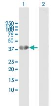 Anti-HOXA1 Rabbit Polyclonal Antibody