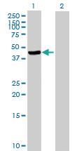 Anti-NPRL2 Mouse Polyclonal Antibody