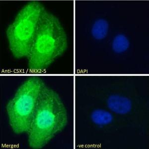 Anti-NKX2-5 Antibody (A83026) - Immunofluorescence analysis of paraformaldehyde fixed U2OS cells, permeabilized with 015% Triton Primary incubation 1hr (10 µg/ml) followed by Alexa Fluor 488 secondary antibody (2 µg/ml), showing nuclear and cytoplasmic staining