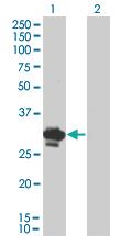 Anti-BDNF Mouse Monoclonal Antibody [clone: 1B10]