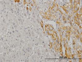 Anti-CREB5 Mouse Monoclonal Antibody [clone: 8A5]