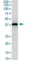 Anti-NPRL2 Mouse Polyclonal Antibody